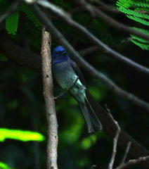 Hypothymis azurea oberholseri