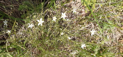 Minuartia setacea, photograph 4