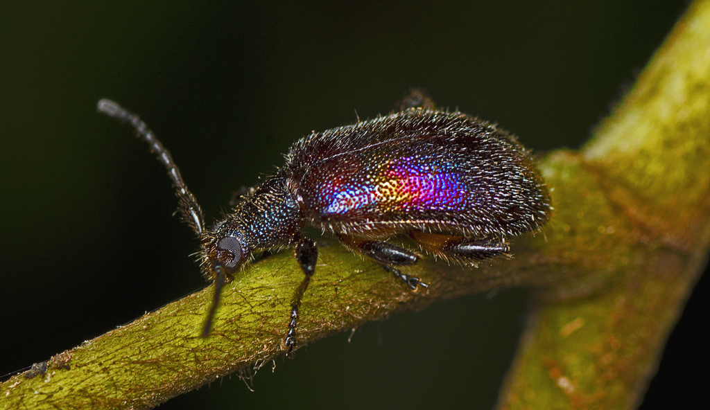 Ecnolagria aurofasciata