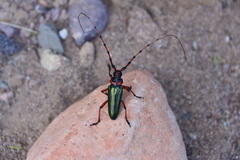 Stenaspis verticalis