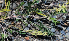 Astragalus schelichowii