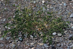 Astragalus schelichowii