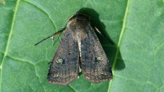 Diarsia