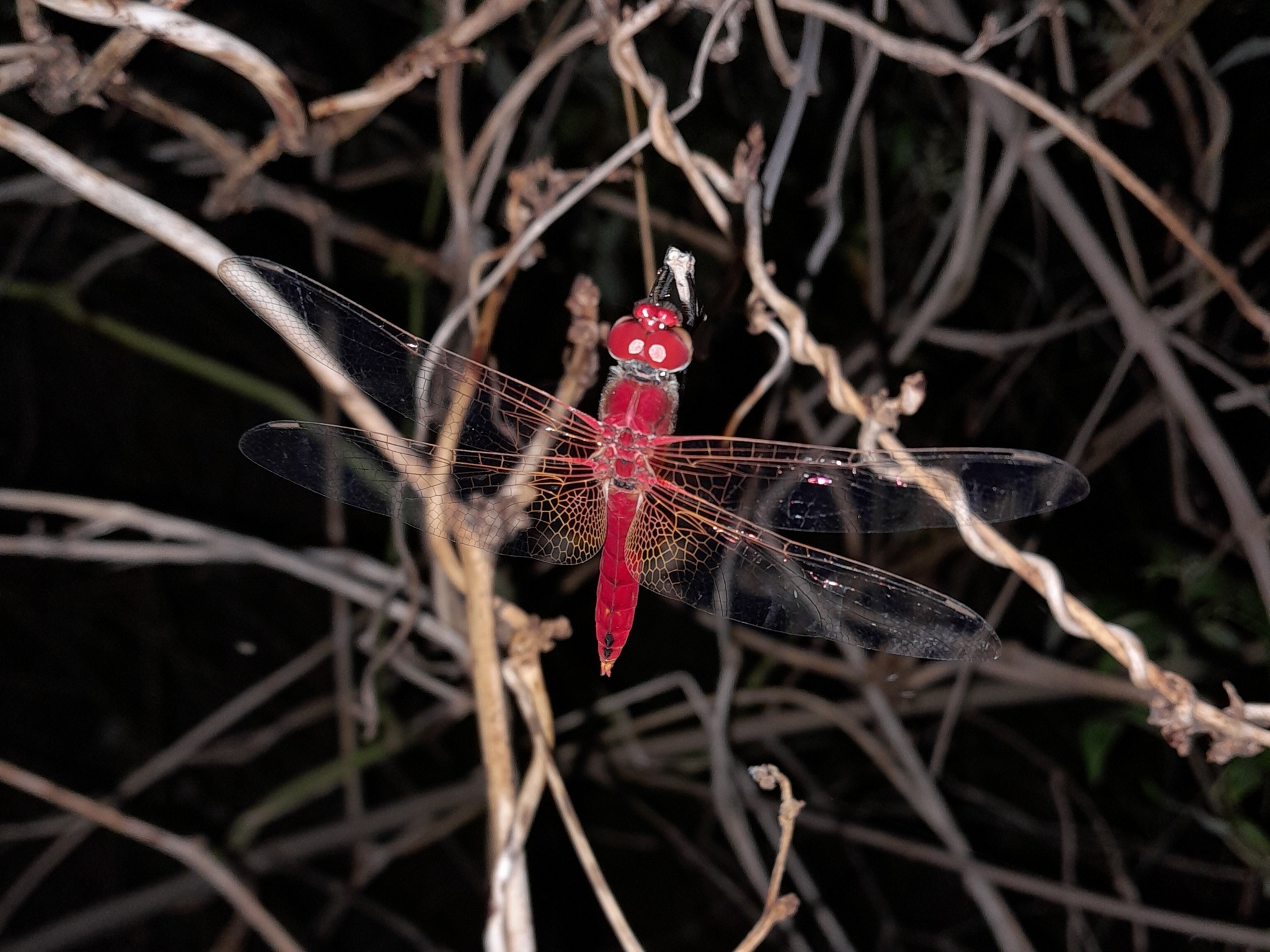 Greater Crimson Glider