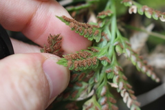 Asplenium appendiculatum