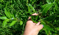 Salix myricoides