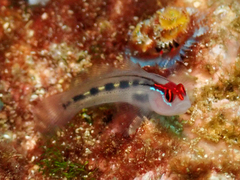 Redhead Goby photo 3