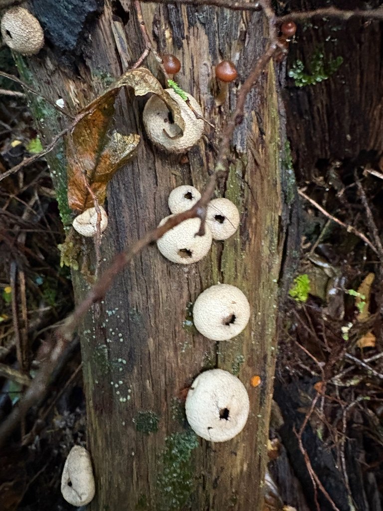 Lycoperdon compactum · May 2025 · photo: © wildlife_lore (iNaturalist, cc-by)