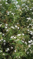 Jasminum polyanthum