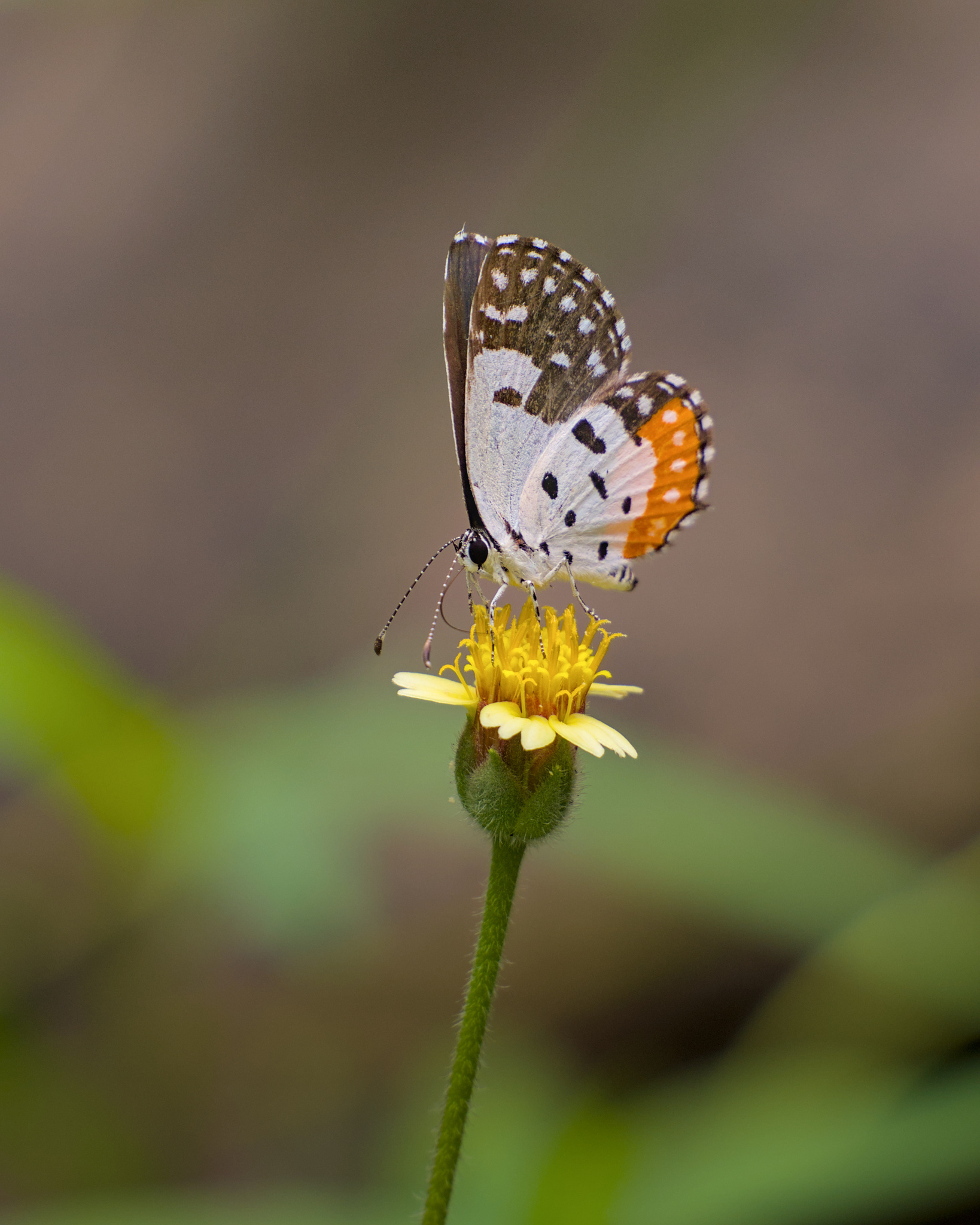 Red Pierrot