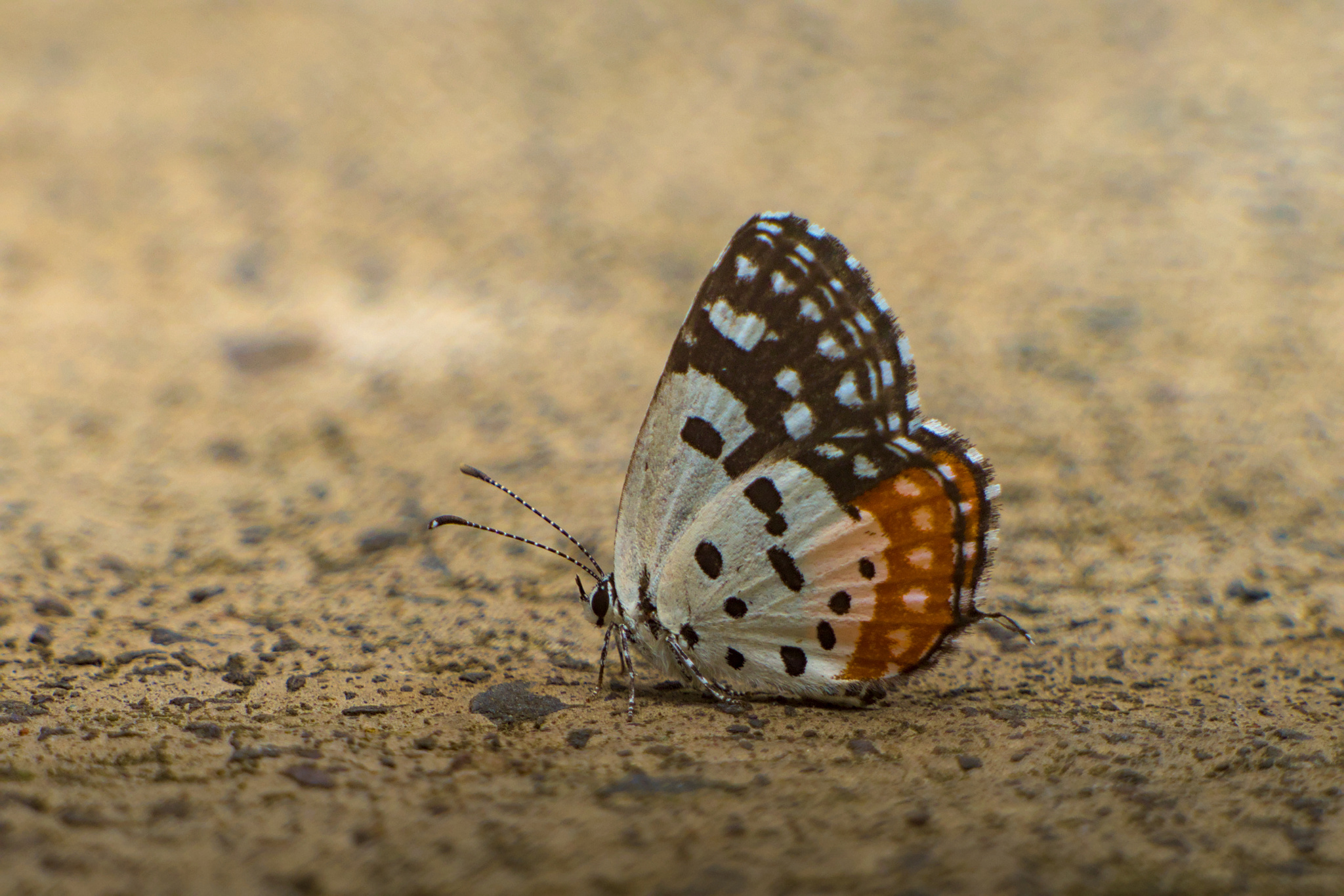 Red Pierrot
