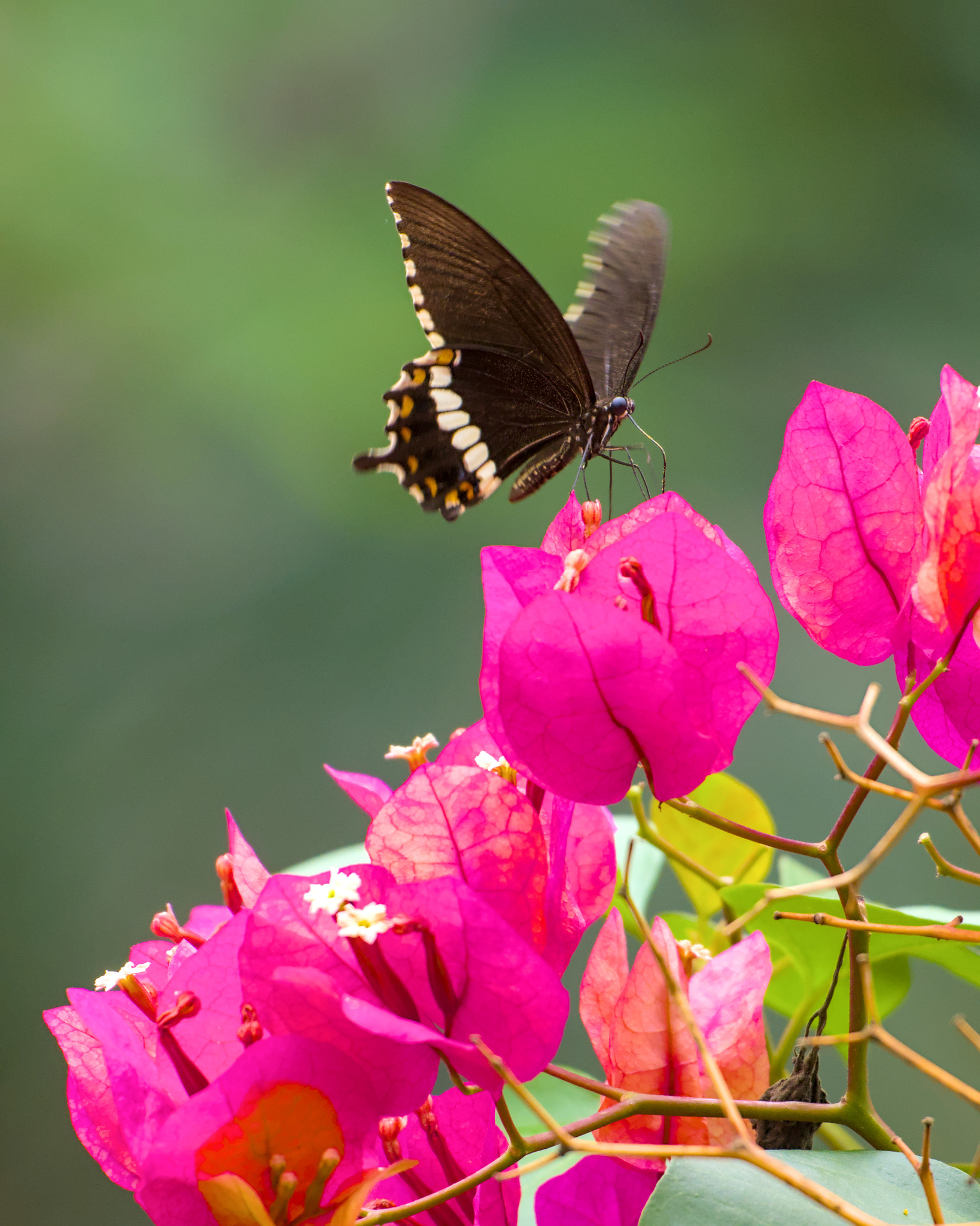 Common Mormon