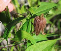 Clematis fusca