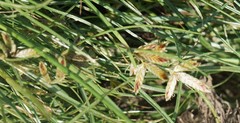 Cyperus bipartitus