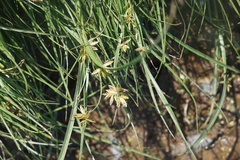 Cyperus bipartitus