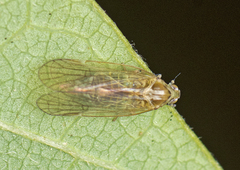 Lophopidae