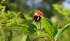 Clematis fusca