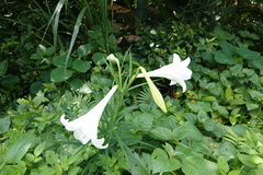 Lilium longiflorum