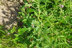 Desmodium obtusum