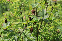 Clematis fusca