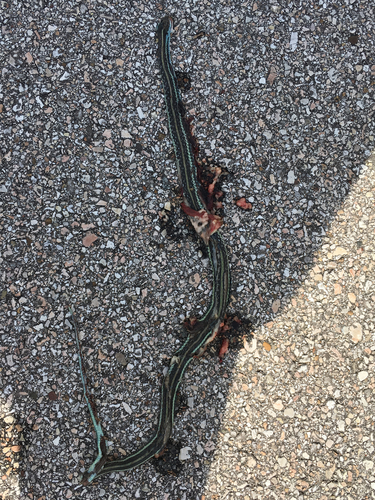 Gulf Coast Ribbon Snake
