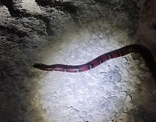 Central American Milksnake