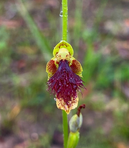 Wiry beard orchid (Calochilus caeruleus)