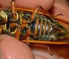 Little 17-year Cicada - Photo (c) Sydney Penner, some rights reserved (CC BY-NC), uploaded by Sydney Penner