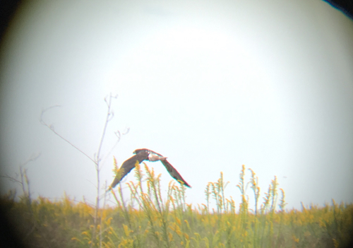 Geranoaetus albicaudatus