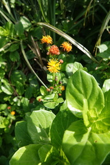 Gynura elliptica
