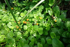 Gynura elliptica