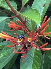 Xylocopa tabaniformis parkinsoniae