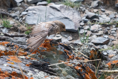 Bucanetes mongolicus