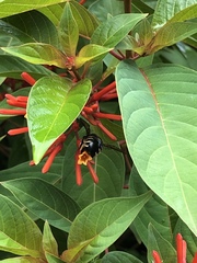 Xylocopa tabaniformis parkinsoniae