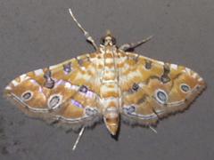 Ommatospila narcaeusalis