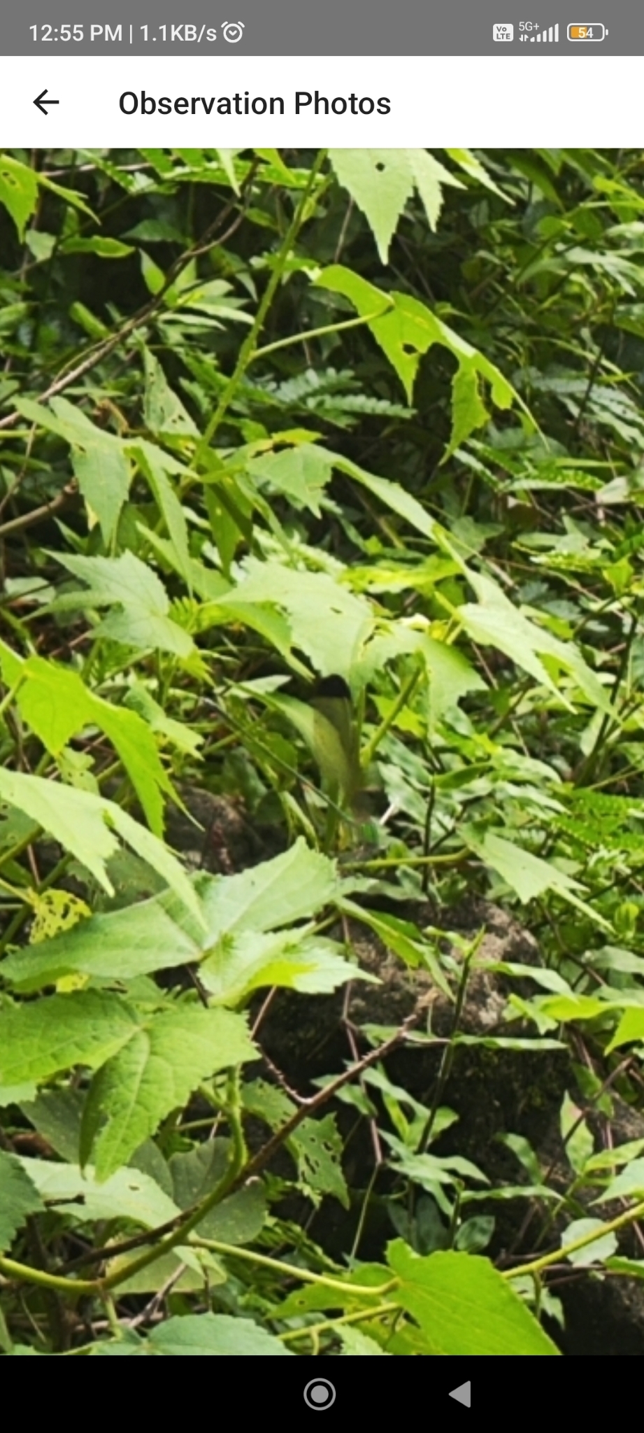 Green Metalwing