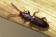 Cryptamorpha brevicornis