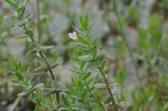 Gratiola officinalis