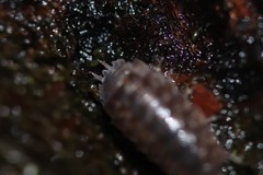 Protracheoniscus politus