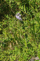 Campanula trachelium