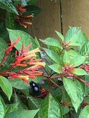 Xylocopa