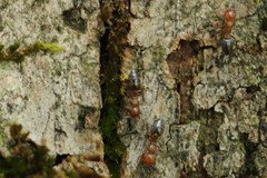 Crematogaster schmidti