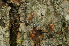 Crematogaster schmidti