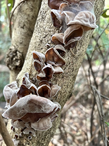 Auricularia polytricha