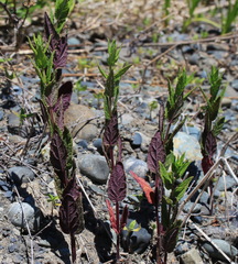Scutellaria yezoensis