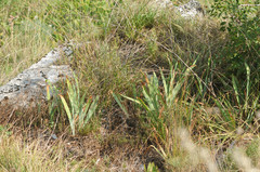 Iris pallida illyrica