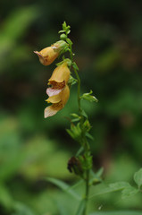 Digitalis laevigata