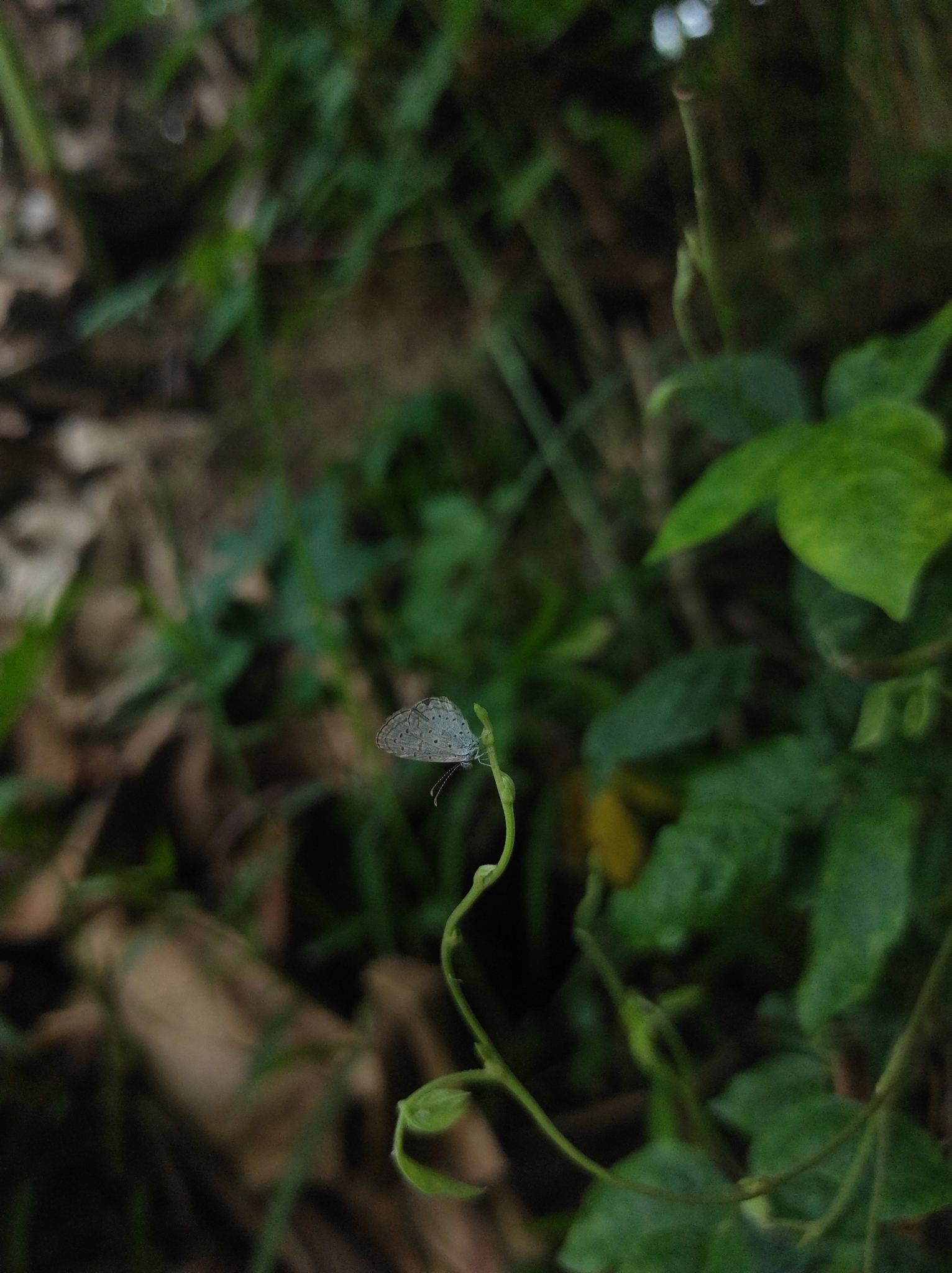 Tiny Grass Blue
