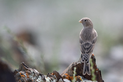 Bucanetes mongolicus