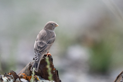 Bucanetes mongolicus